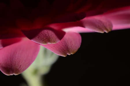 Close up of a pink Gerberaの写真素材