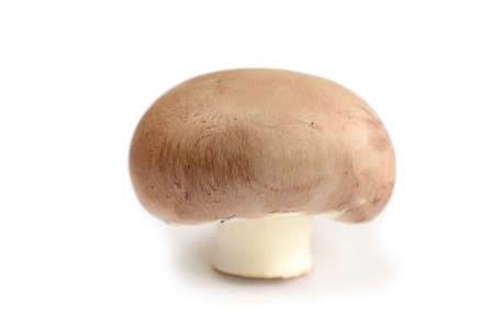 Fresh mushroom on a white backgroundの写真素材