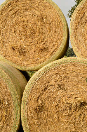 Rolls of hay