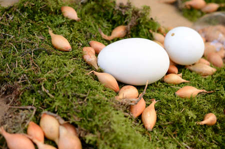 White eggs on moss, springtime Easter backgroundの写真素材