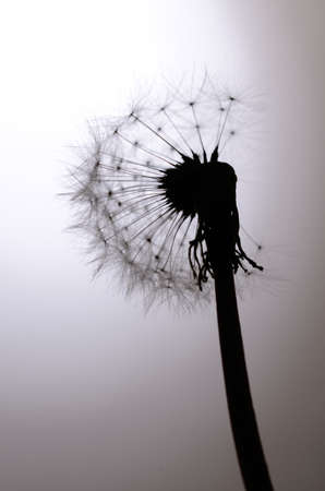 Seed head of a Dandelionの写真素材