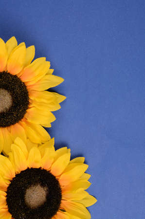 Two sunflowers on a blue background with space for textの写真素材