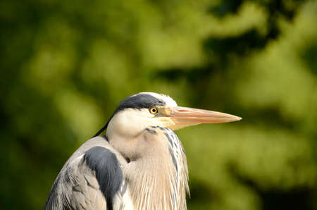 Portrait of a Gray Heronの写真素材