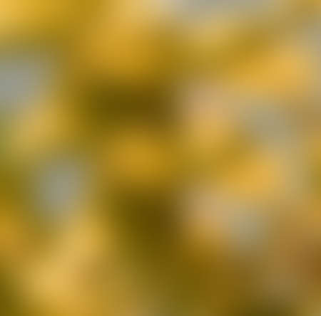 Nature background with fall toned colorの写真素材