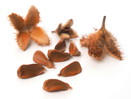 Close up of the nuts of a European beech on a white backgroundの写真素材