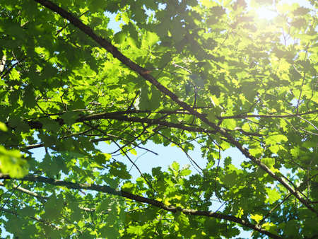 Tree top of an old oak with a sun beam on a blue summer skyの写真素材