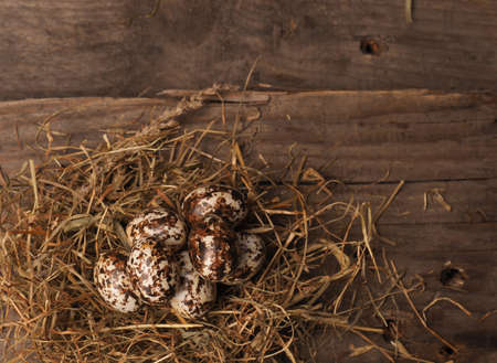 Easter concept with small eggs in a natural nest on woodの写真素材