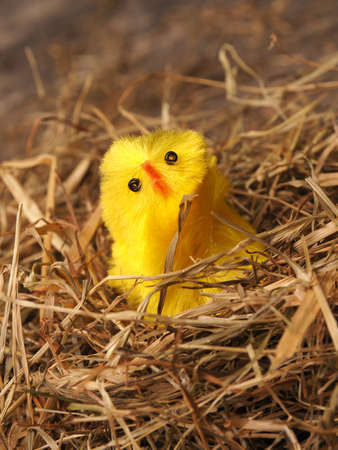 Easter background with a cute chicken in a nest on an old rustic wooden tableの写真素材