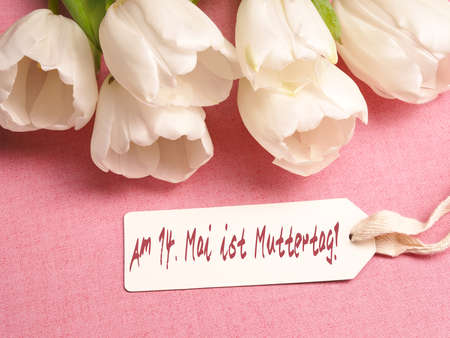 White tulips with a card on a pink background, holiday greetingsの写真素材