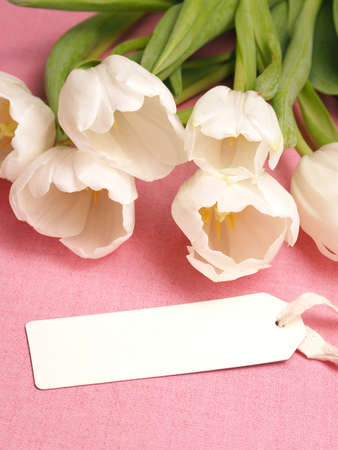 White tulips with a card on a pink background, holiday greetingsの写真素材