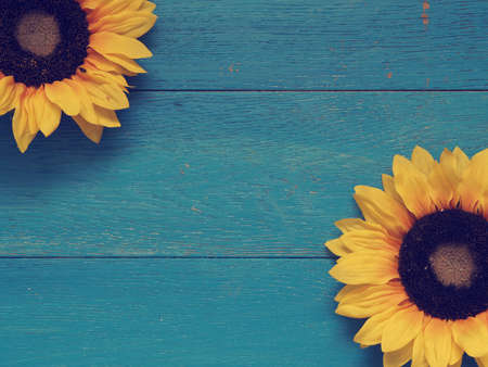 Two sunflowers on a blue vintage wooden backgroundの写真素材