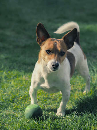 Jack Russell Terrier with a ball in a garden, morning sunの写真素材
