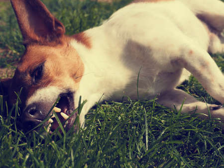 Close up shot of a tired Jack Russell Terrier in a gardenの写真素材