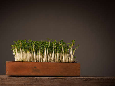 Wooden box with organic cress on an old rustic table with space for textの写真素材