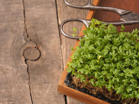 Organic cress in a wooden box on an old rustic wooden garden tableの写真素材