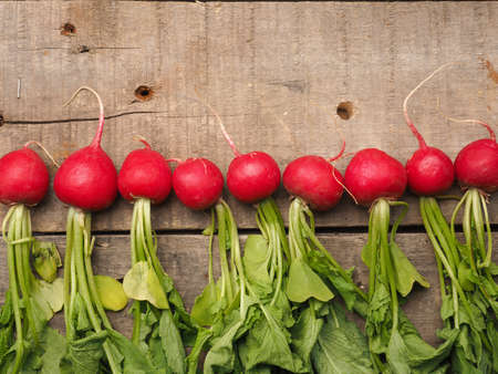 Fresh organic radishes in a row on a wooden tableの写真素材