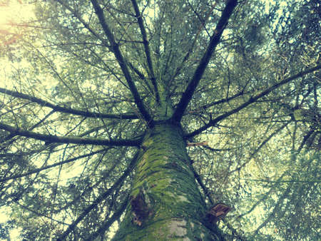Wide angle shot of a pine tree on a sunny summer day