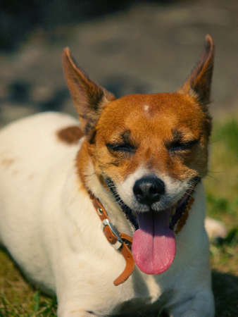 Portrait of a cute Jack Russell Terrier on a hot summer dayの写真素材