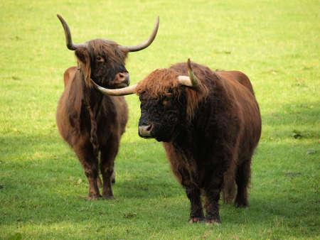 Highland cattle on a green meadow on a sunny summer day