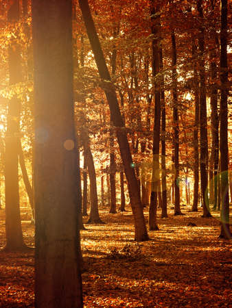 Beautiful seasonal background, sunrise or sunset in a beech forest, autumn concept imageの写真素材