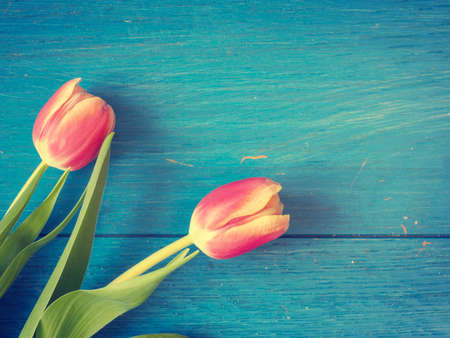 Beautiful tulips on a weathered blue wooden background, vintage color stylizedの写真素材