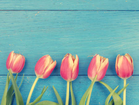 Beautiful tulips on a weathered blue wooden backgroundの写真素材