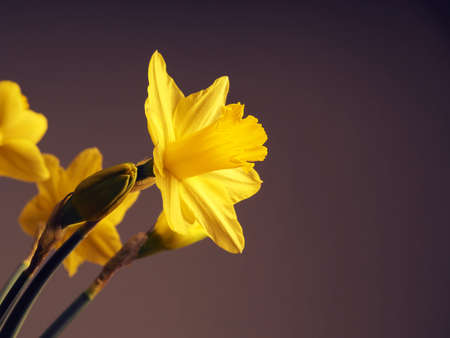 Beautiful daffodils on a dark background with space for text or imageの写真素材