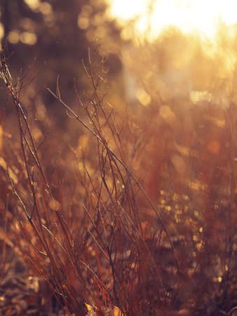 Detail of beautiful grass with backlight, natural background with soft bokeh