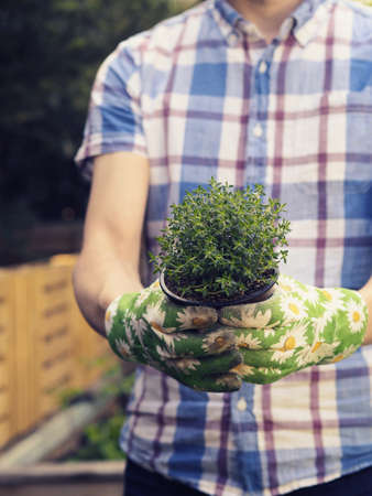 Gardening, man with an organic thyme plant in his gardenの写真素材
