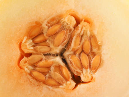 Close up of a honey melon, healthy food concept backgroundの写真素材