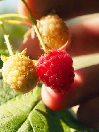 Hand of a gardener with organic raspberries