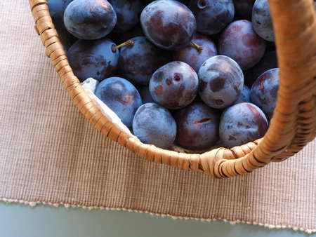 Harvested fresh organic plums in a basket, healthy food or self supply conceptの写真素材