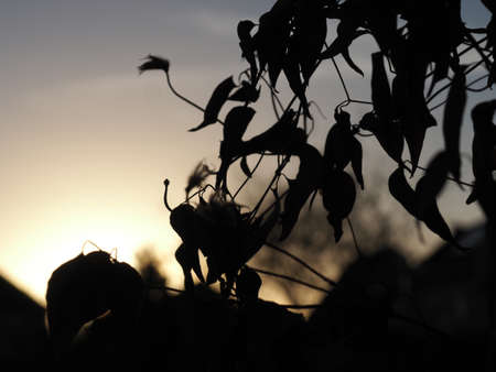 Autumn scene with a clematis at sunsetの写真素材