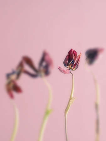 Old withered pink tulips on a pink backgroundの写真素材