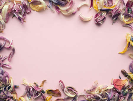 Dried petals of tulips on a pink background with space for text