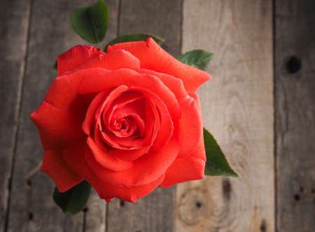 Beautiful red rose on a rustic wooden table with space for text or image, high resolution studio shot 38MPの写真素材