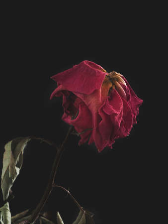 Dried rose on a dark background