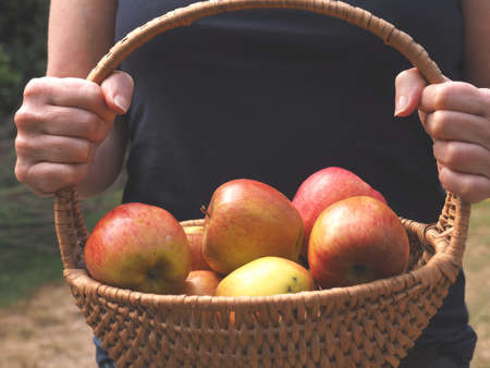 Woman holding a basket with freshly harvested organic apples, self supply conceptの写真素材