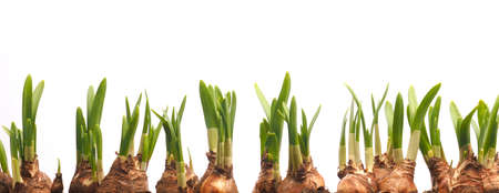 Growing narcissus bulbs in a row in front of white background, easter or spring conceptの写真素材