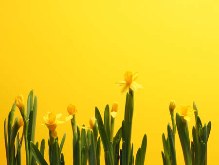 Beautiful daffodils against a yellow background with space for your text の写真素材