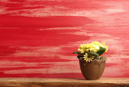 Sprongtime, Easter or Motherâs Day background with tiny yellow flowers on a red backgroundの写真素材