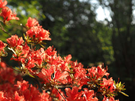 Beautiful red flowers in the morning sunlight, blurred natural tree background with space for textの写真素材