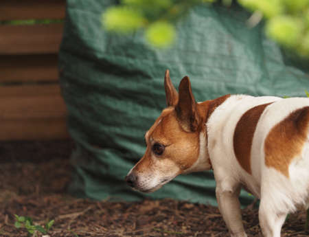 Jack Russell Terrier in the gardenの写真素材