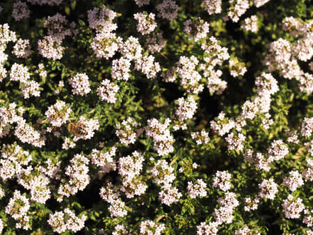 Bees searching for nectar on a thyme bush, view from aboveの写真素材