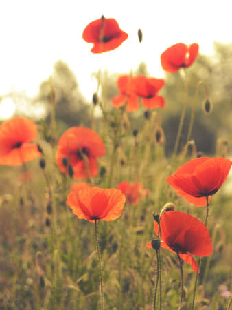 Field with poppies with beautiful warm morning sun using as natural backgroundの写真素材