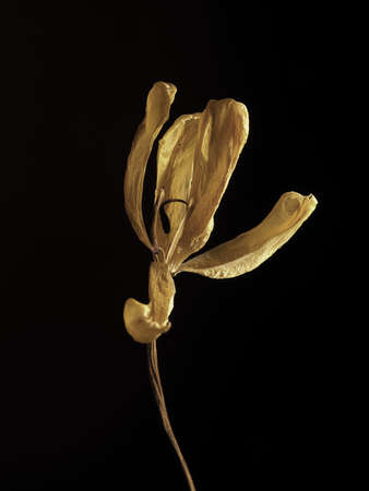 Old withered yellow tulip on a dark background, Past beauty with abstract fragility