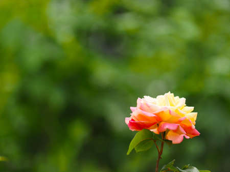 Beautiful single rose on a green blurred natural background with space for text