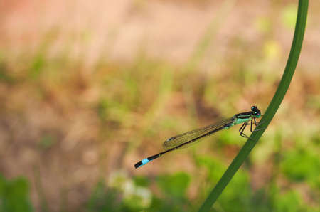 Blue tailed damselfly , ischnura elegans , on a flower stem