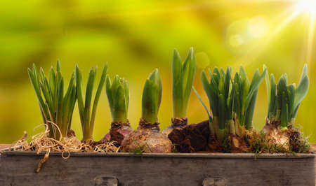 Elongated flower pot with daffodils and hyacinth bulbs on a wooden table with blurry nature background and flares, seasonal conceptの写真素材