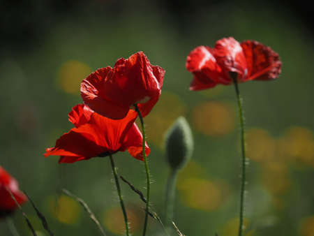 Close up of a field of poppies, beautiful summer backgroundの写真素材